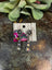 Loretta Earrings